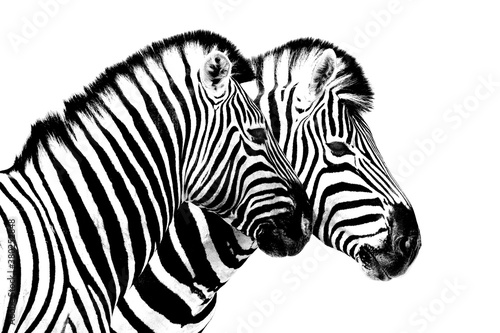 Zebras on white background isolated close up side view  two zebra head portrait in profile  black and white art photography  striped animal pattern design  african wildlife nature monochrome wallpaper