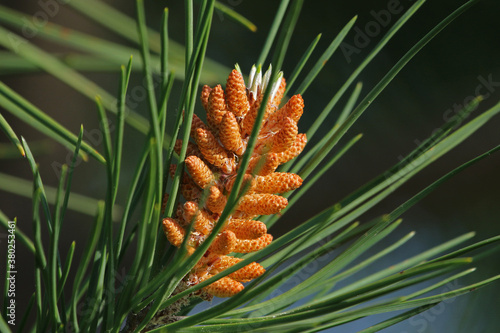 Mediterranean pine tree blossom or flowers closeup in Italy Latin pinus pinea also called umbrella, parasol or Italian stone pine family pinaceae