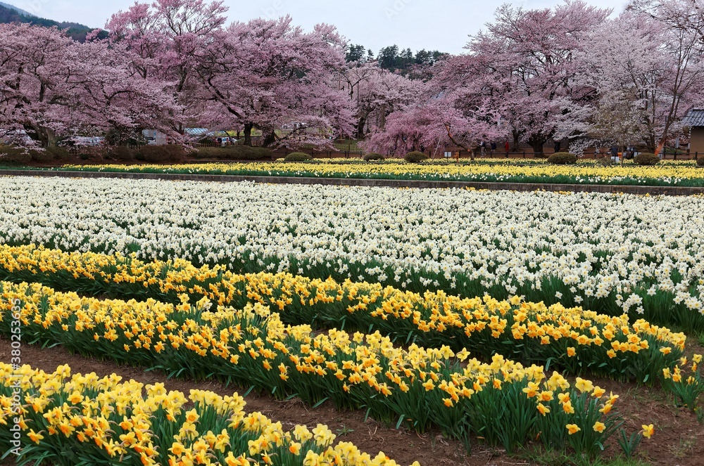 Obraz premium A colorful Daffodil field in the garden of Jissouji Temple with beautiful Sakura ( cherry blossom ) trees in background in Hokuto, Yamanashi, Japan ~ Idyllic scenery of Japanese countryside in spring
