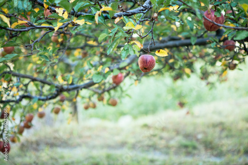 Apple farm in Nepal. photo
