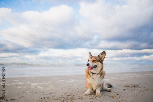 Happy welsh corgi pembroke dog on a beach,, sunny day