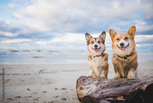 two Happy welsh corgi pembroke dogs on a beach