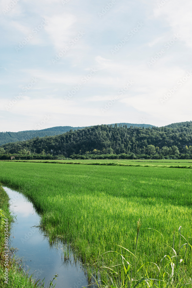 Rice field in front of the hills