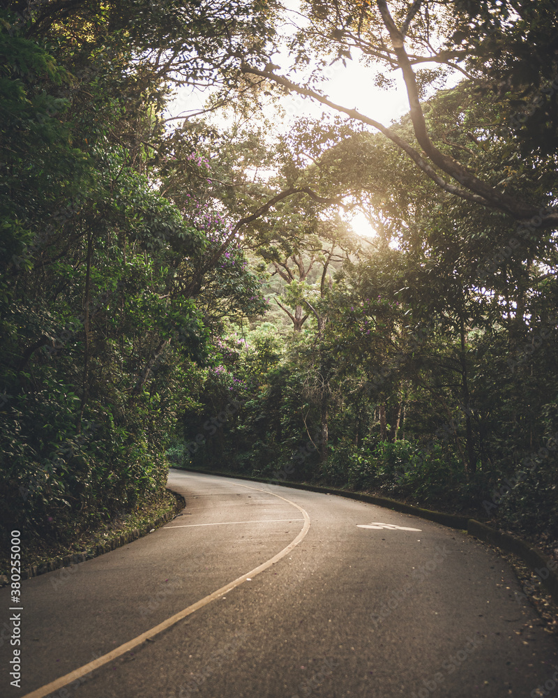 Obraz premium road in the forest