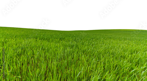 green field isolated on a white background
