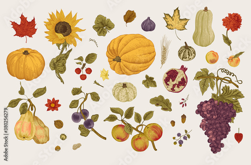 Happy Autumn. Harvest. Autumn botanical set. Vector vintage illustration. Colorful