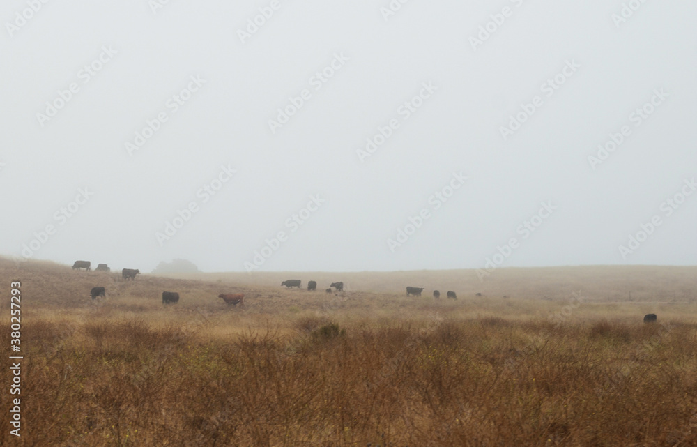 Cows grazing in a pasture of rolling hills and thick fog Cows grazing in a pasture of rolling hills and thick fog