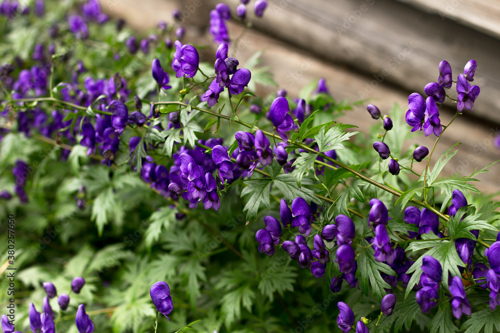 Obraz premium Purple Aconite Flowers 