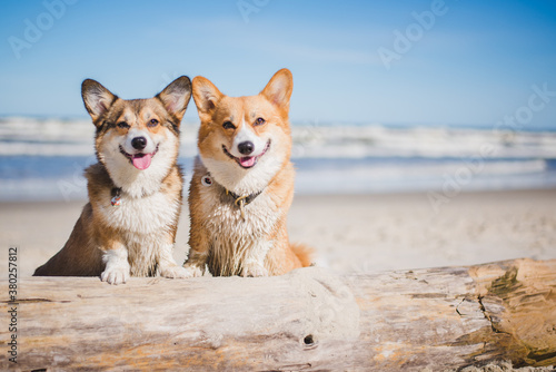 Canvas Print Two welsh corgi pembroke dogs playing at a beach, lovely summer weather