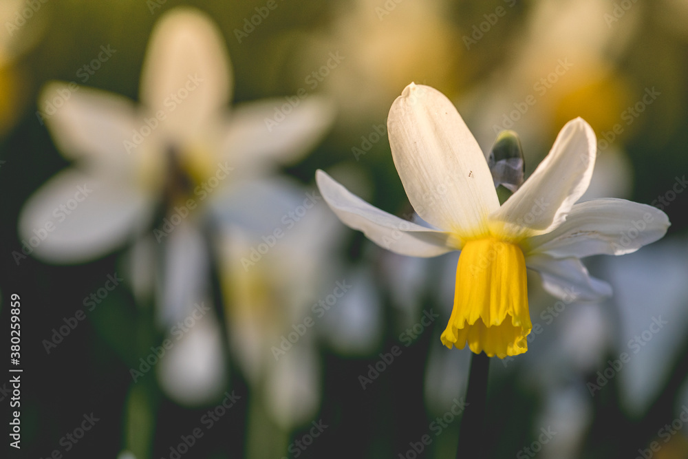 Fototapeta premium Early spring Daffodils ( Narcissus ) in the grounds of Waterperry Gardens