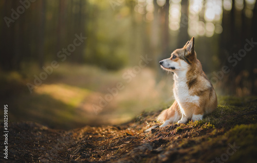 Fototapeta Naklejka Na Ścianę i Meble -  Sable welsh corgi pembroke dog portait in a forest