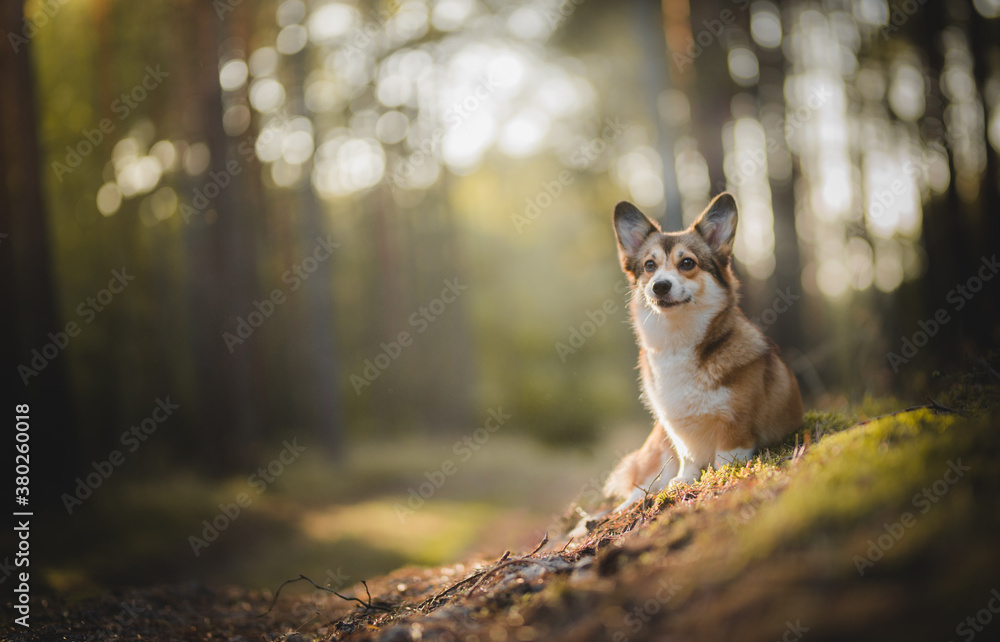 Sable welsh corgi pembroke dog portait in a forest