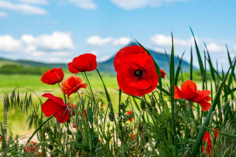 Fototapeta premium red poppy field