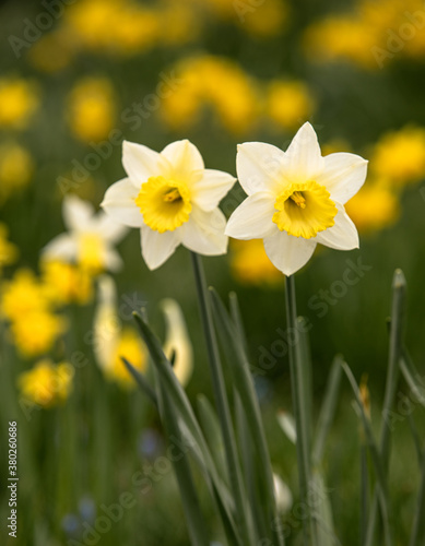 Early spring Daffodils ( Narcissus ) in the grounds of Waterperry Gardens