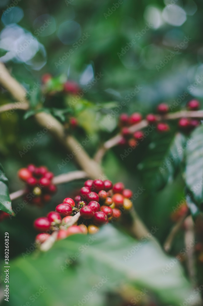 Coffee beans Coffee beans