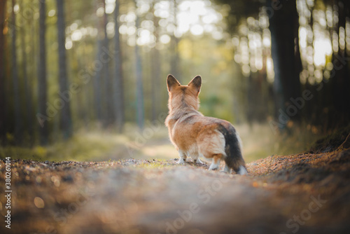 Fototapeta Naklejka Na Ścianę i Meble -  Sable welsh corgi pembroke dog portait in a forest