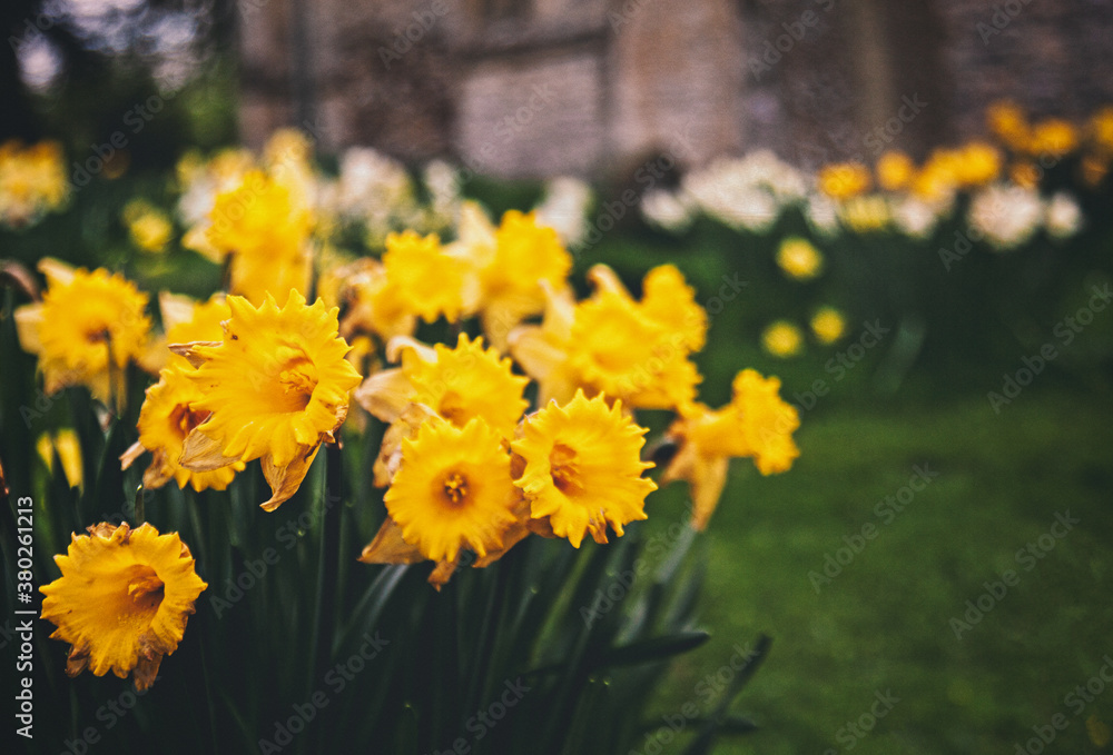 Obraz premium Spring daffodils in the churchyard of Woodeaton parish church, Oxfordshire.