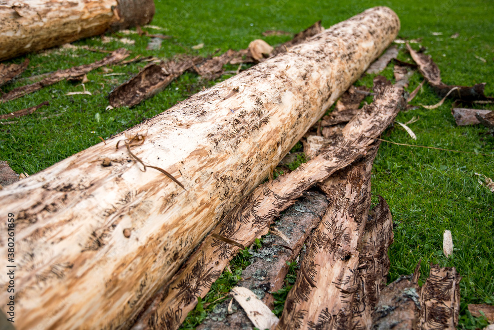 Bark beetle infested wood trunk is removed from bark Bark beetle infested wood trunk is removed from bark