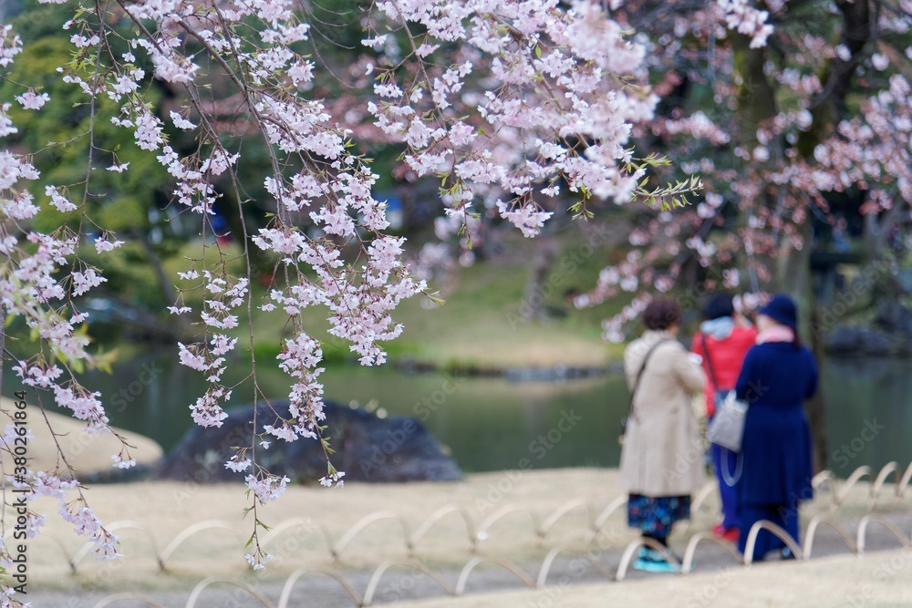 Close up view of weeping cherry blossoms (Shidare Sakura flowers) with tourists walking on a pathway by a pond in background in Koishikawa Korakuen, a famous traditional Japanese garden in Tokyo Japan Close up view of weeping cherry blossoms (Shidare Sakura flowers) with tourists walking on a pathway by a pond in background in Koishikawa Korakuen, a famous traditional Japanese garden in Tokyo Japan