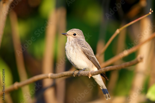 spotted flycatcher (Muscicapa striata) shot very close-up in soft morning light. Sits on a branch and looks into the camera lens