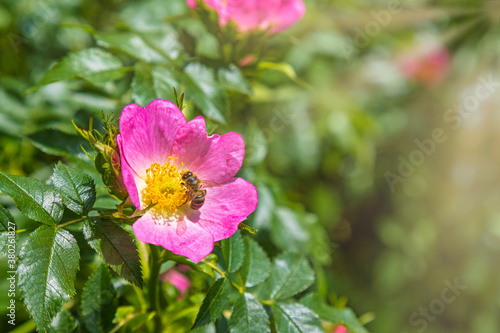 Rose hip closeup with copy space and a busy bee pollinating a flower time to time