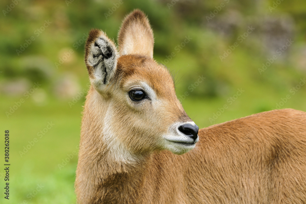 Portrait of a young waterbuck Portrait of a young waterbuck