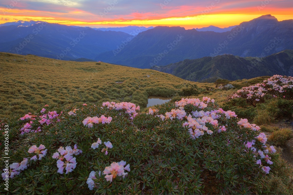 Beautiful sunrise scenery of Hehuan Mountain in central Taiwan in springtime, with view of lovely Alpine Azalea ( Rhododendron ) blossoms on grassy fields and amazing golden glow in the background