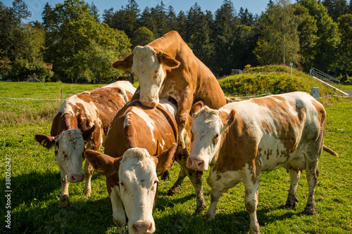 Canvas Print two cows loving each other on the meadow