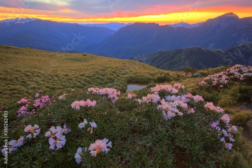 Beautiful sunrise scenery of Hehuan Mountain in central Taiwan in springtime, with view of lovely Alpine Azalea ( Rhododendron ) blossoms on grassy fields and amazing golden glow in the background