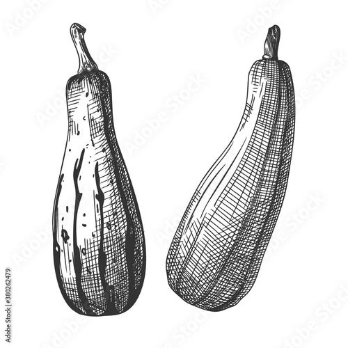 Hand drawn pumpkin isolated on white background. Vector illustration of a sketch style