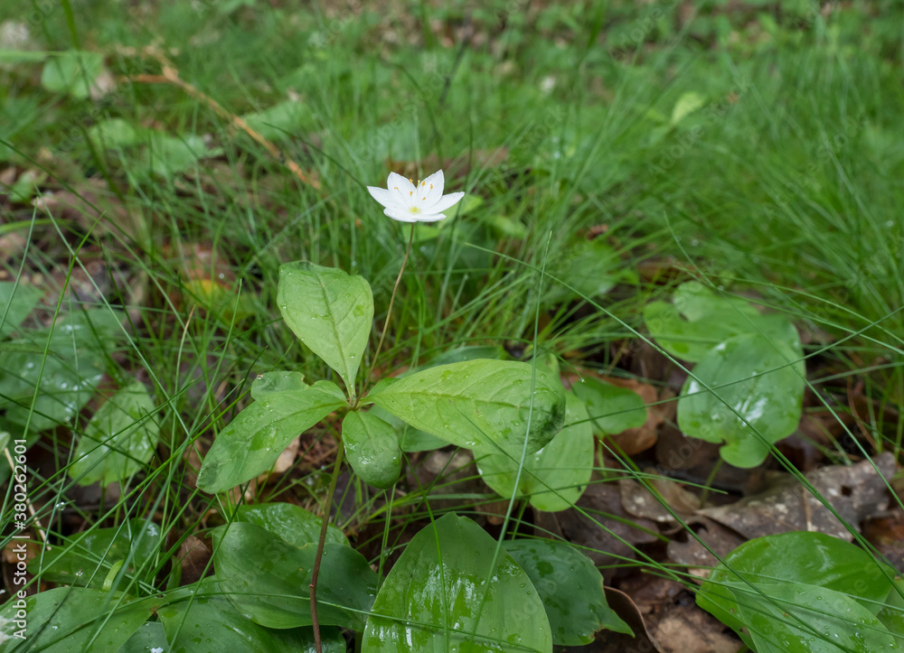 gentle forest flower with sigle white blossom on wet green grass, selective focus gentle forest flower with sigle white blossom on wet green grass, selective focus