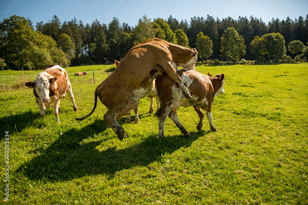 Ταπετσαρία two cows loving each other on the meadow