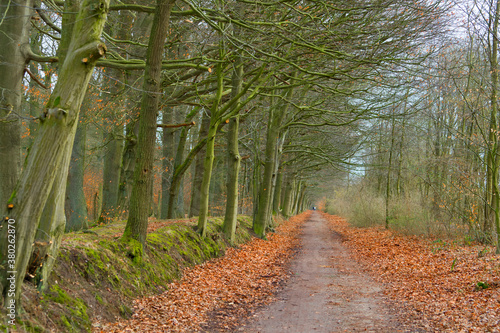 Sachsenwald in northern Germany photo