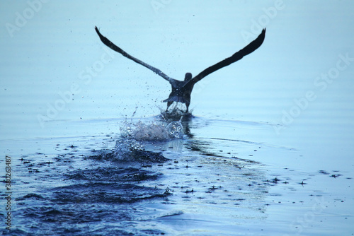 Foto Cormorant  taking off from a lake
