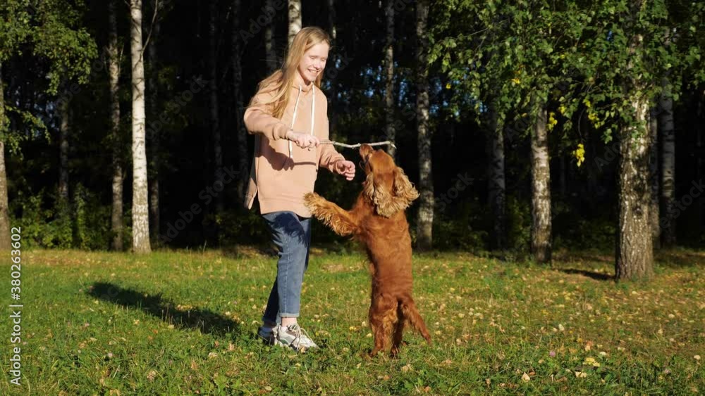 Active girl with long loose fair hair plays with funny spaniel dog holding stick in hand on green lawn under bright sunlight Active girl with long loose fair hair plays with funny spaniel dog holding stick in hand on green lawn under bright sunlight