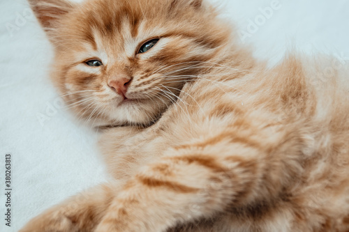 Cute little red kitten on fur white blanket 