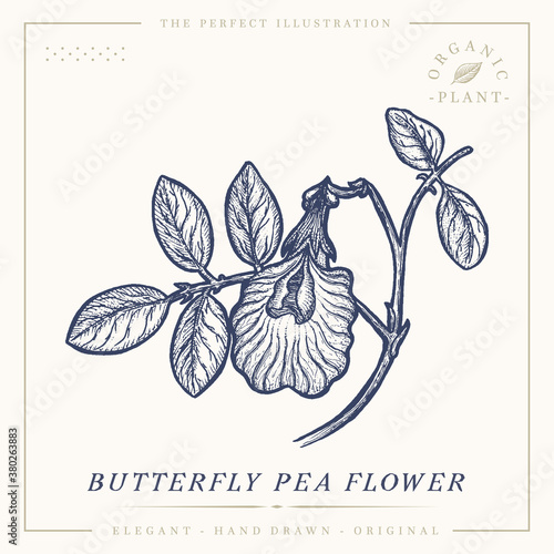 Blue Tea botanical vintage retro illustration. Butterfly pea flower