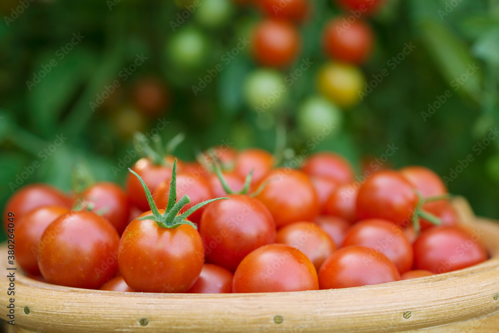 Close-up of basket of cherry tomatoes with tomato plants in background Close-up of basket of cherry tomatoes with tomato plants in background