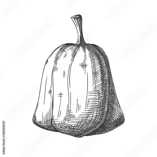 Hand drawn pumpkin isolated on white background. Vector illustration of a sketch style