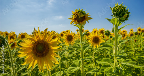 Sunflower Field. Agriculture. Rural Landscape  agricultural land. Farm. Blue Sky and white clouds above yellow Field Sunflower on sunny day. Yellow sunflowers against a blue sky in sun.