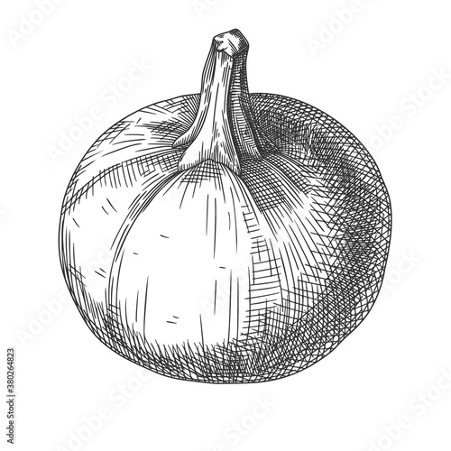 Hand drawn pumpkin isolated on white background. Vector illustration of a sketch style