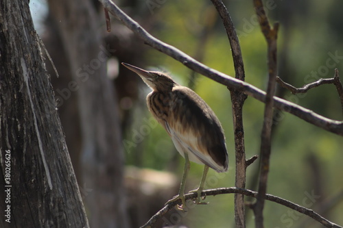 oiseau sur sa branche photo