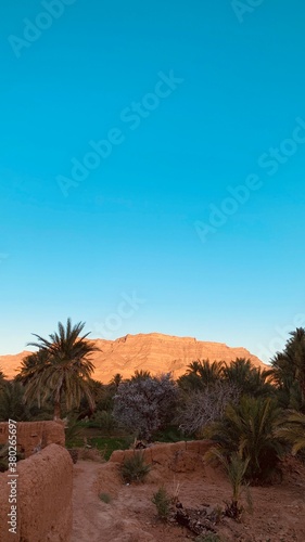 trees in desert