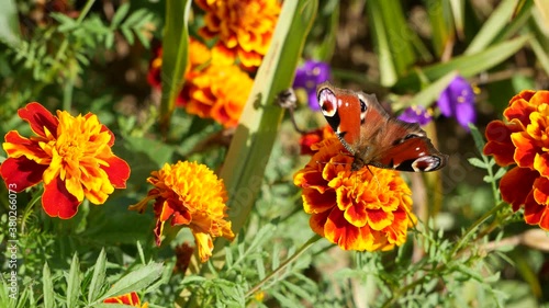 Peacock butterfly on a marigold flower.