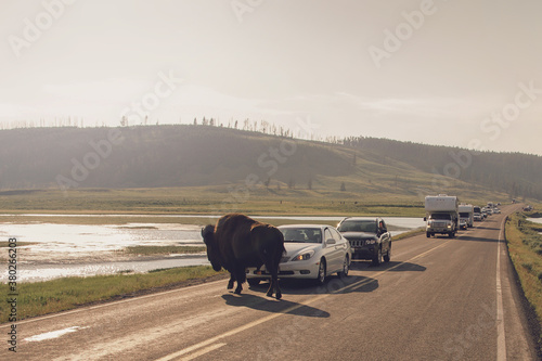 Bison blocking traffic in Yellowstone National Park photo