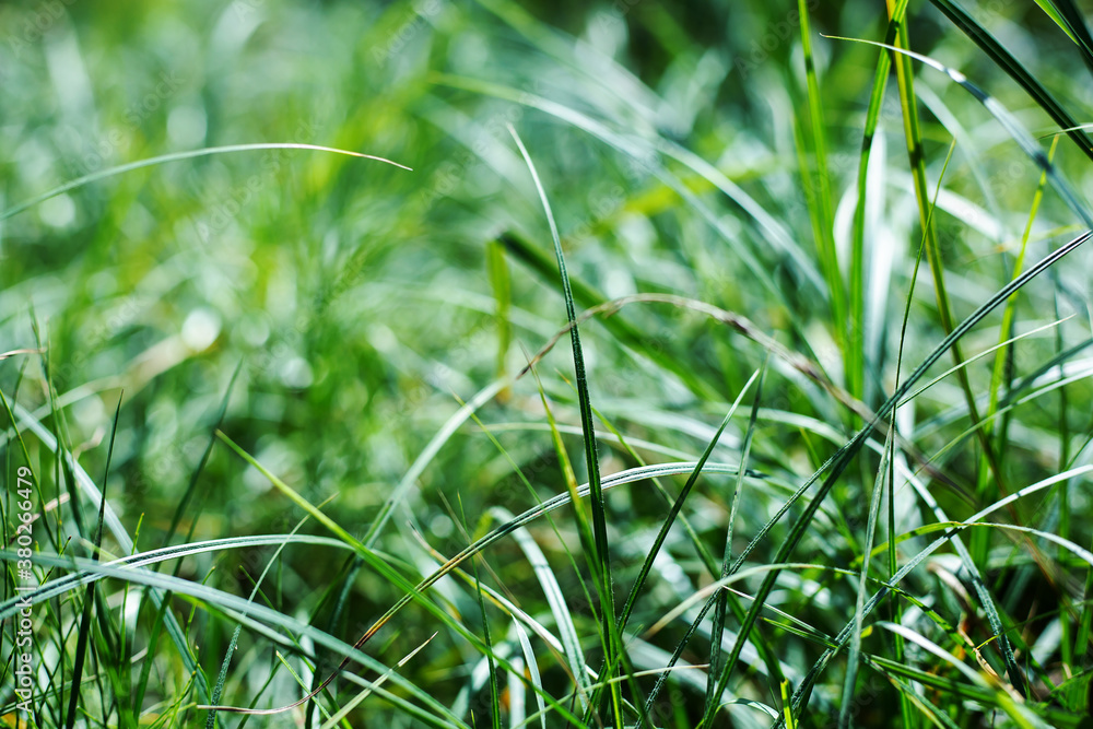 Green grass on a sunny day Green grass on a sunny day
