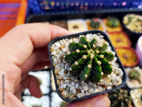 Beautiful Gymnocallium Cactus in Pots