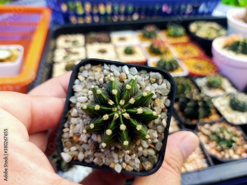 Beautiful Gymnocallium Cactus in Pots