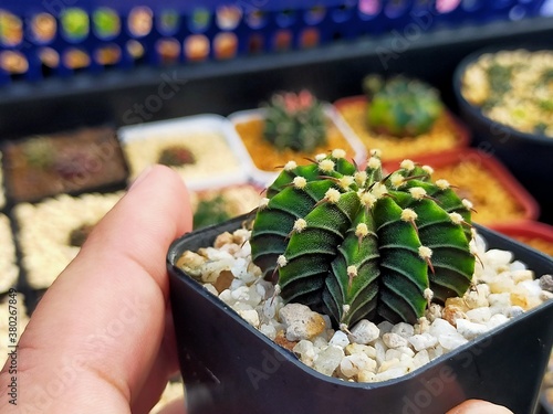 Beautiful Gymnocallium Cactus in Pots