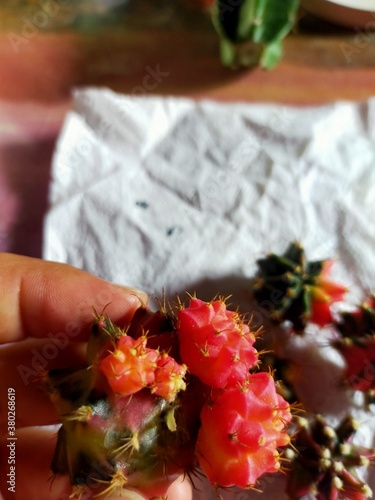 Beautiful Gymnocallium Cactus in Pots